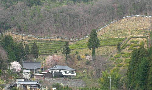 桂林寺全景4月