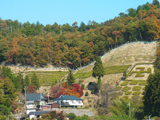 桂林寺全景